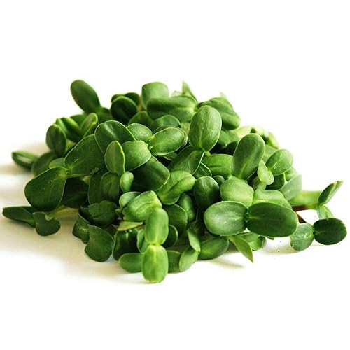 Sunflower Microgreens — fresh microgreens