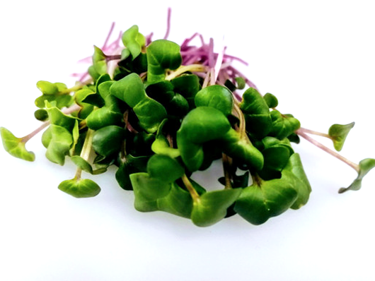 Triton Radish Microgreens — fresh microgreens