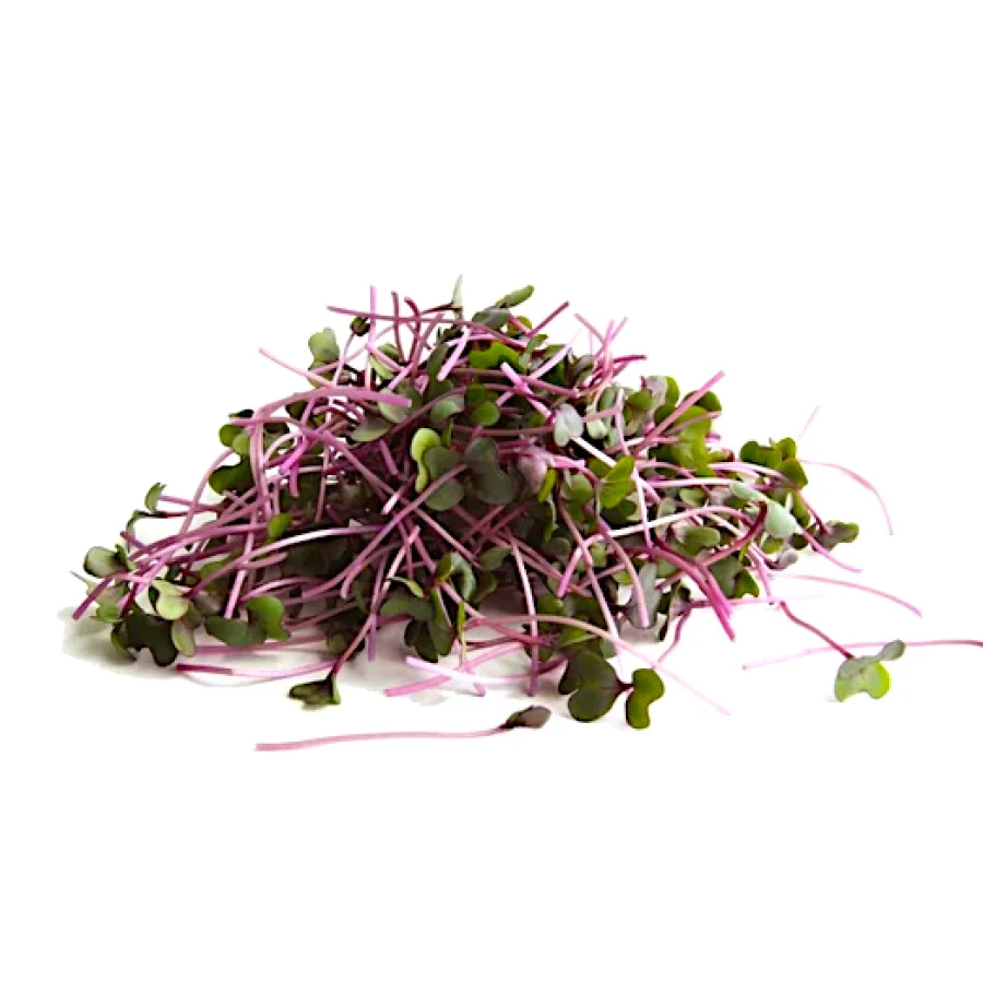 Purple Kohlrabi Microgreens — fresh microgreens