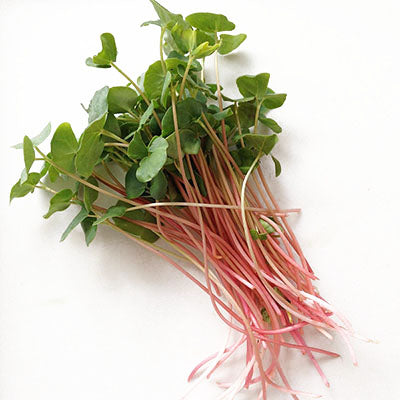Buckwheat Microgreens — fresh microgreens