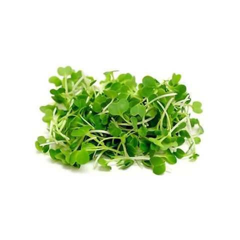 Broccoli Microgreens — fresh microgreens
