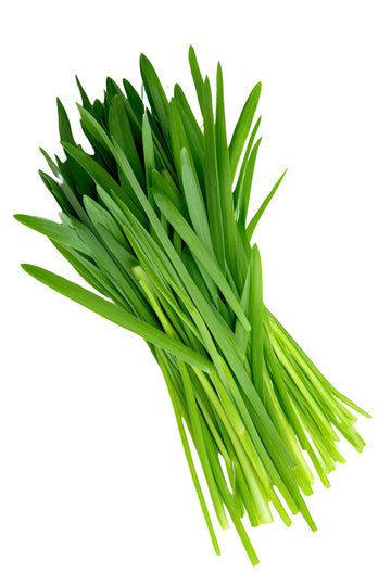 Wheatgrass Microgreens — fresh microgreens