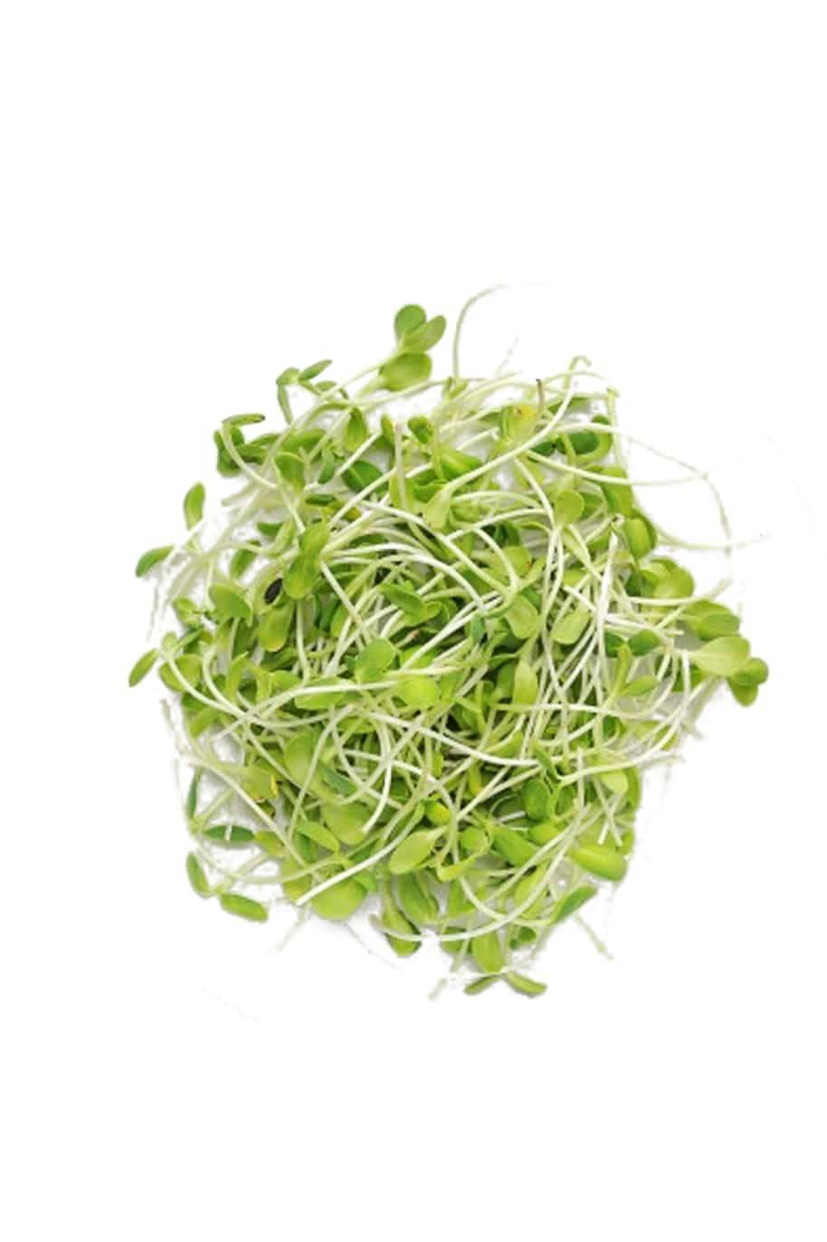 Clover Microgreens — fresh microgreens