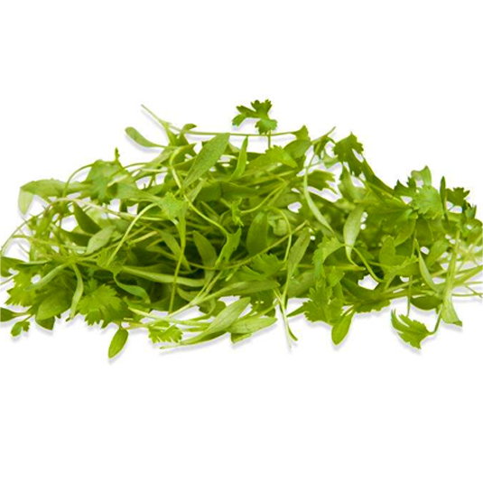 Cilantro Microgreens — fresh microgreens