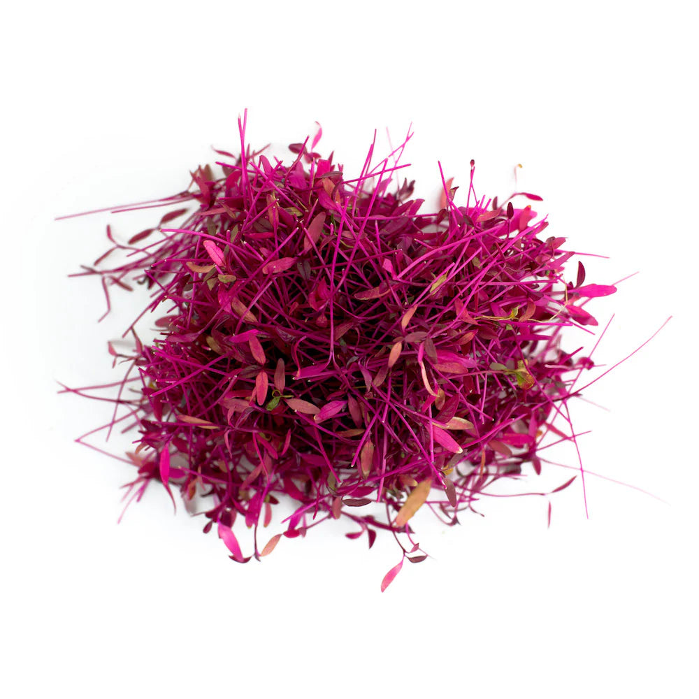 Amaranth Microgreens — fresh microgreens