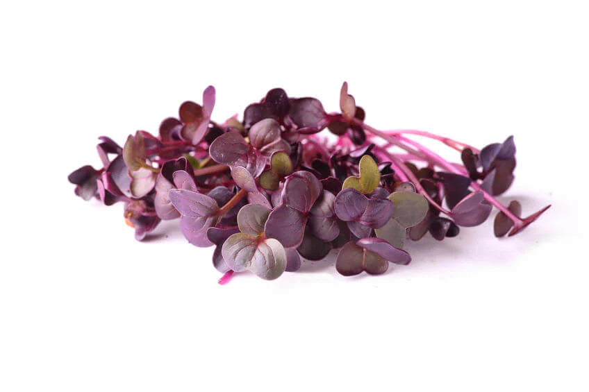 Cherry Radish Microgreens — fresh microgreens