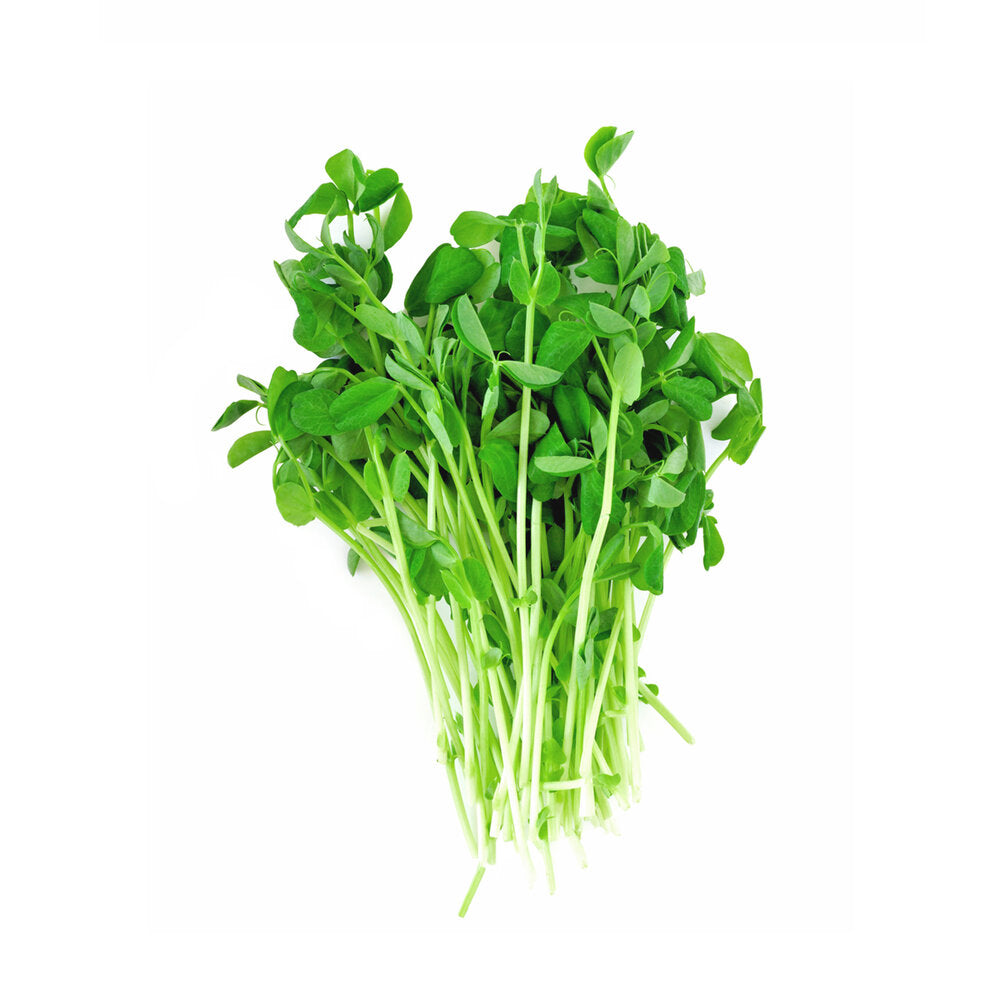 Green Snow Pea Microgreens — fresh microgreens
