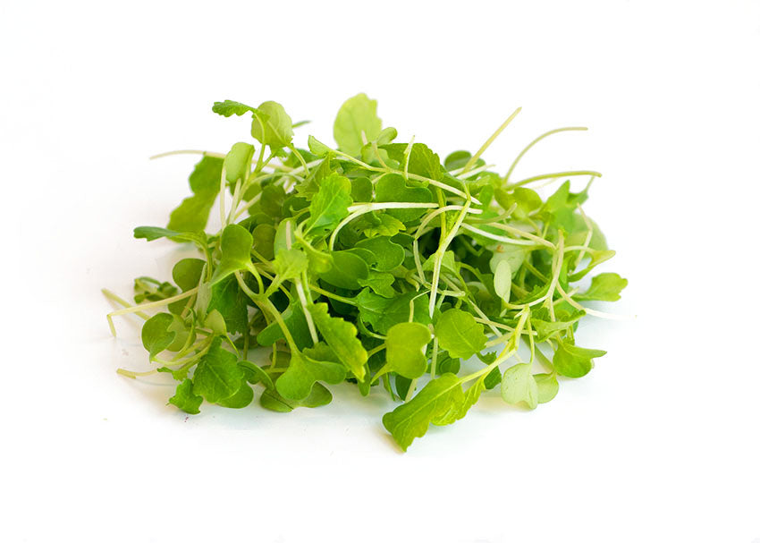Wasabi Microgreens — fresh microgreens
