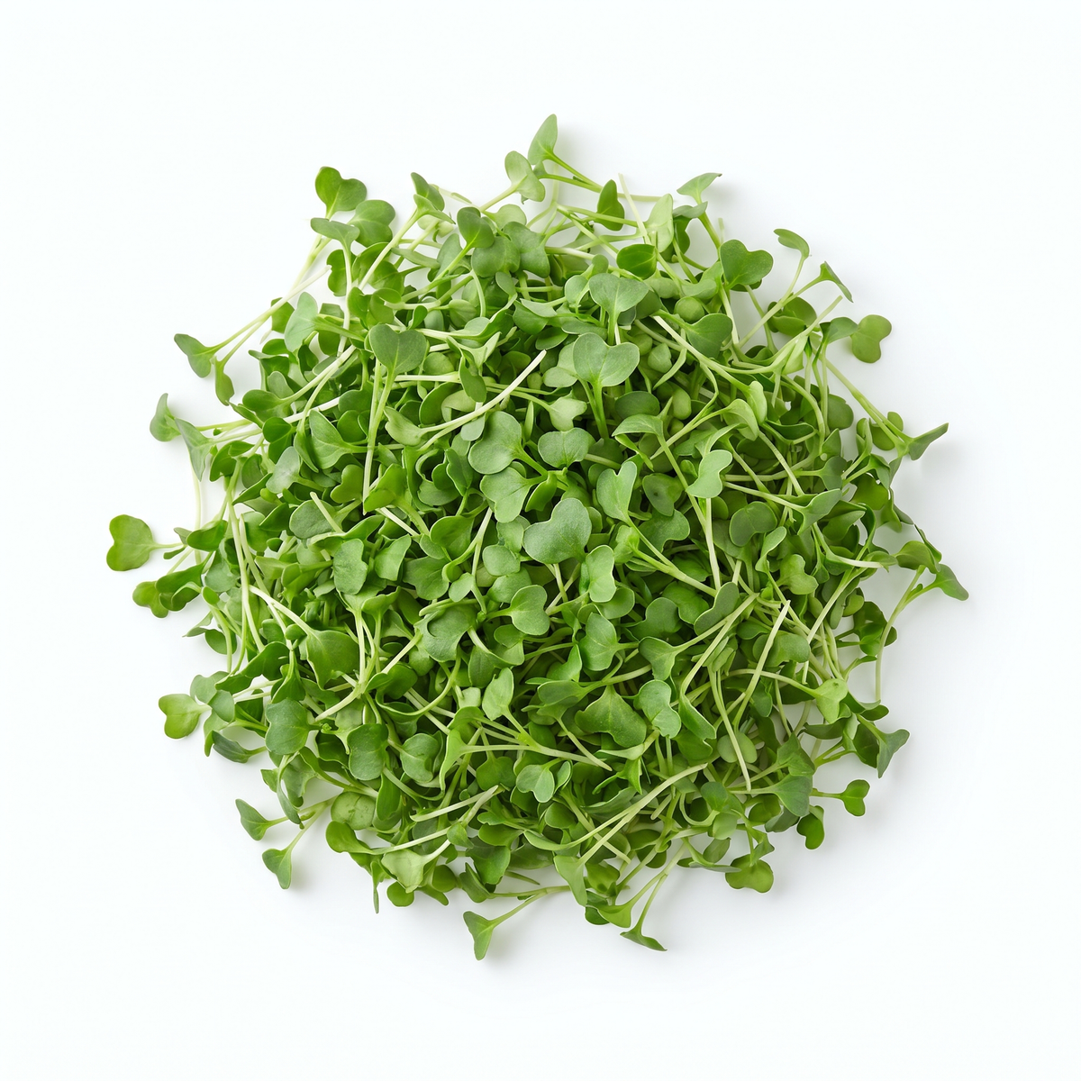 Arugula Microgreens