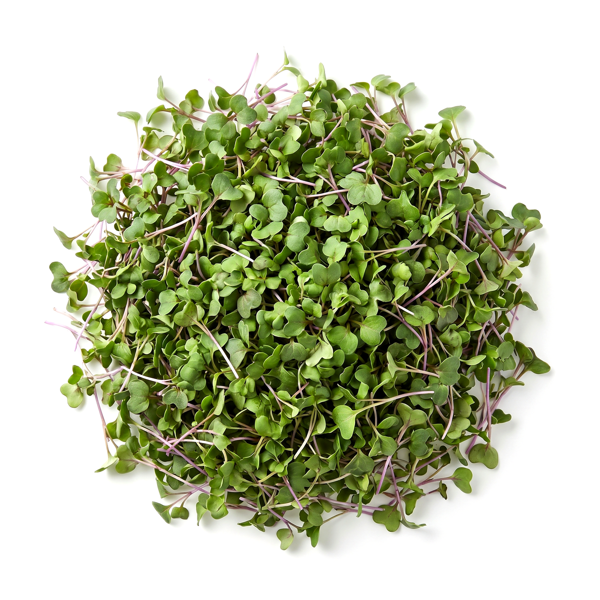 Broccoli Microgreens