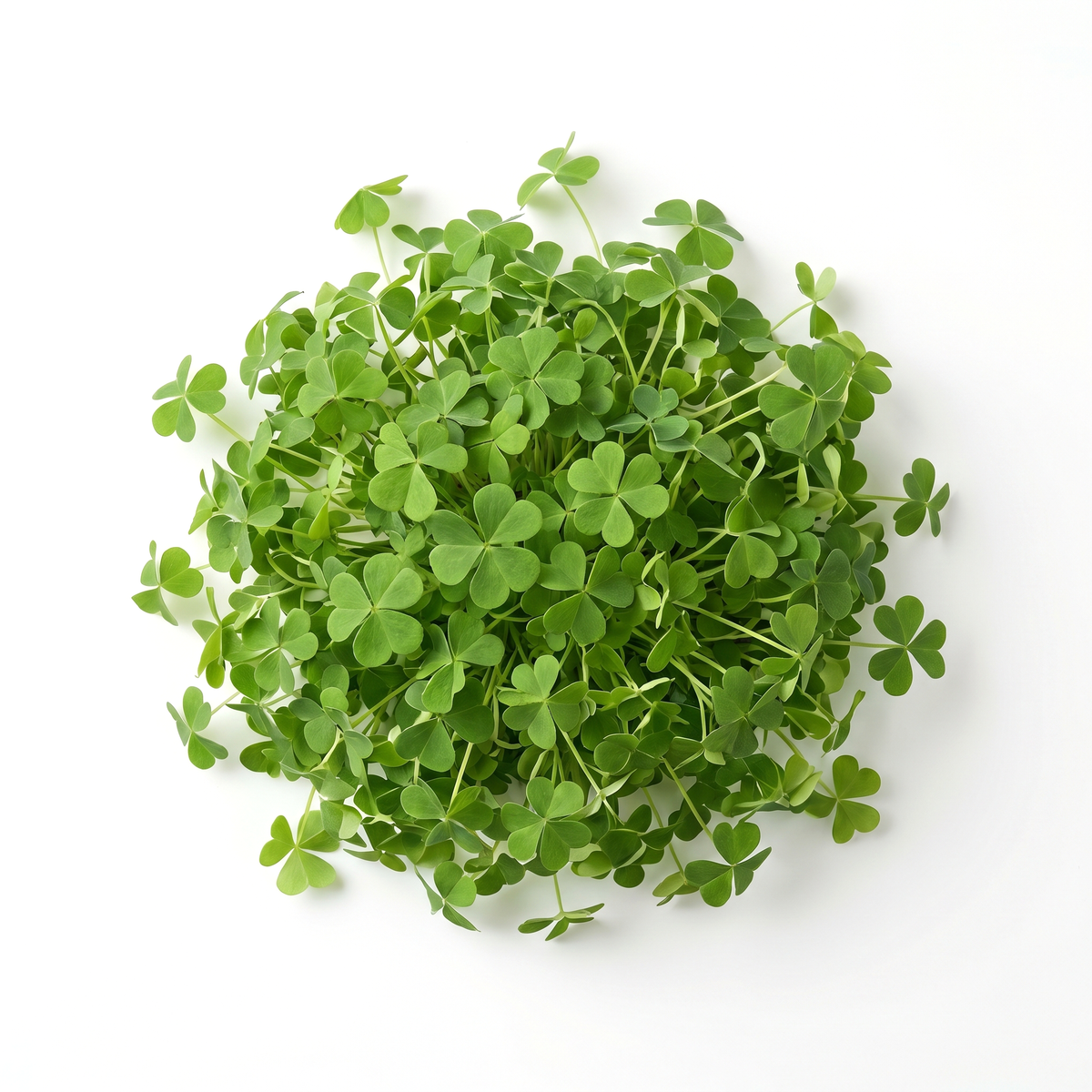 Clover Microgreens