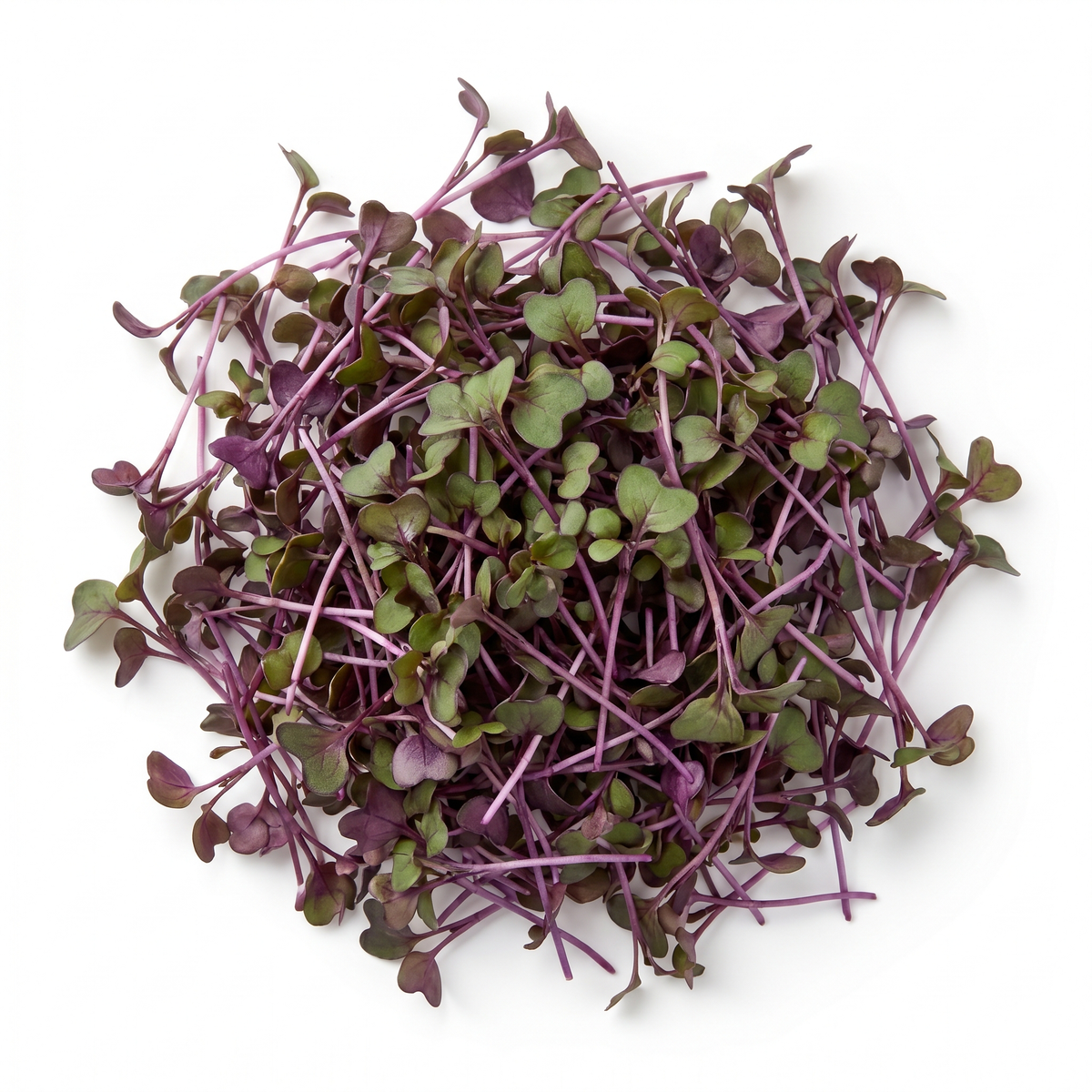 Purple Kohlrabi Microgreens