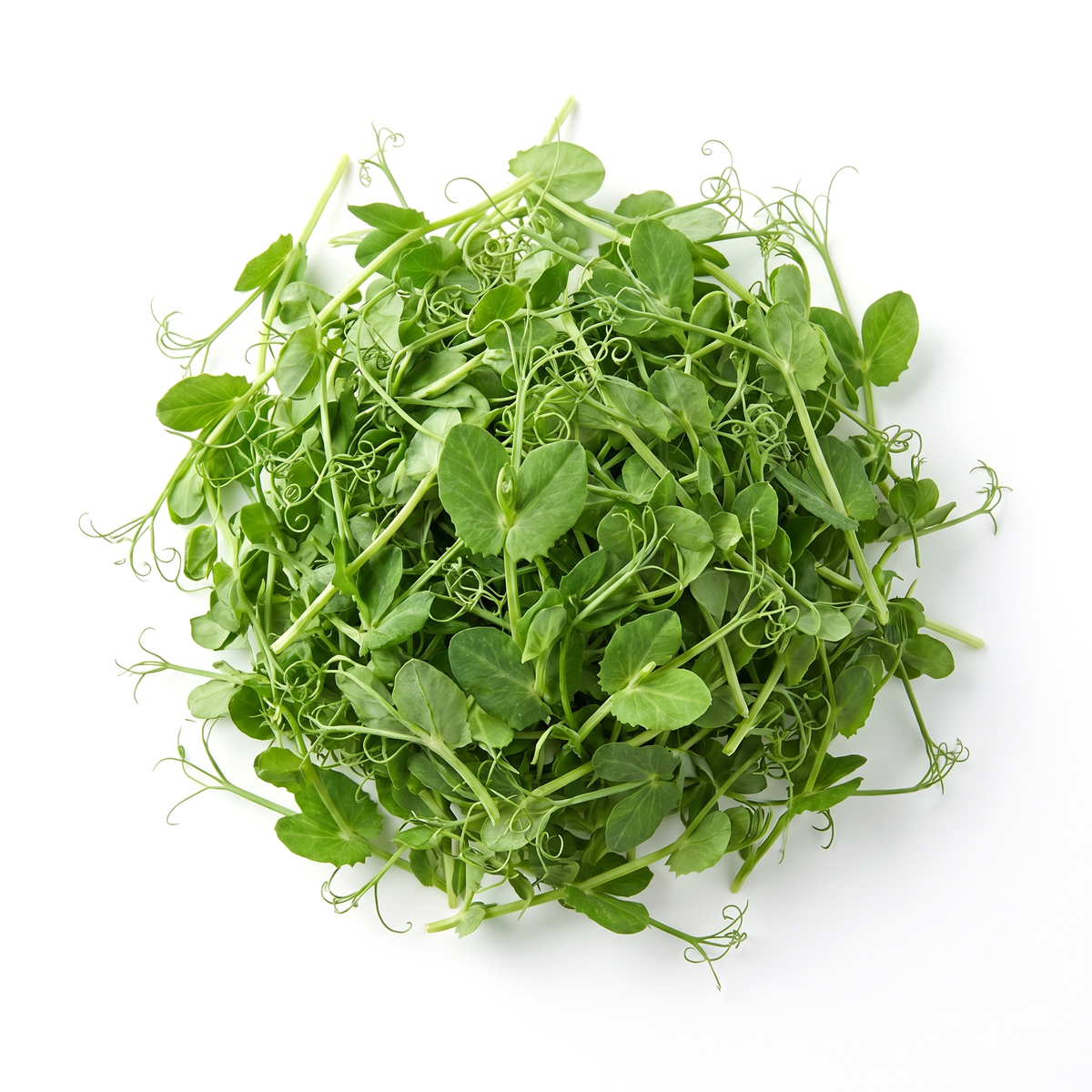 Green Snow Pea Microgreens