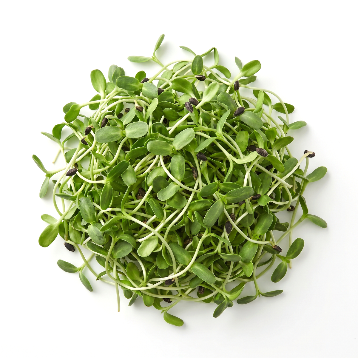 Sunflower Microgreens