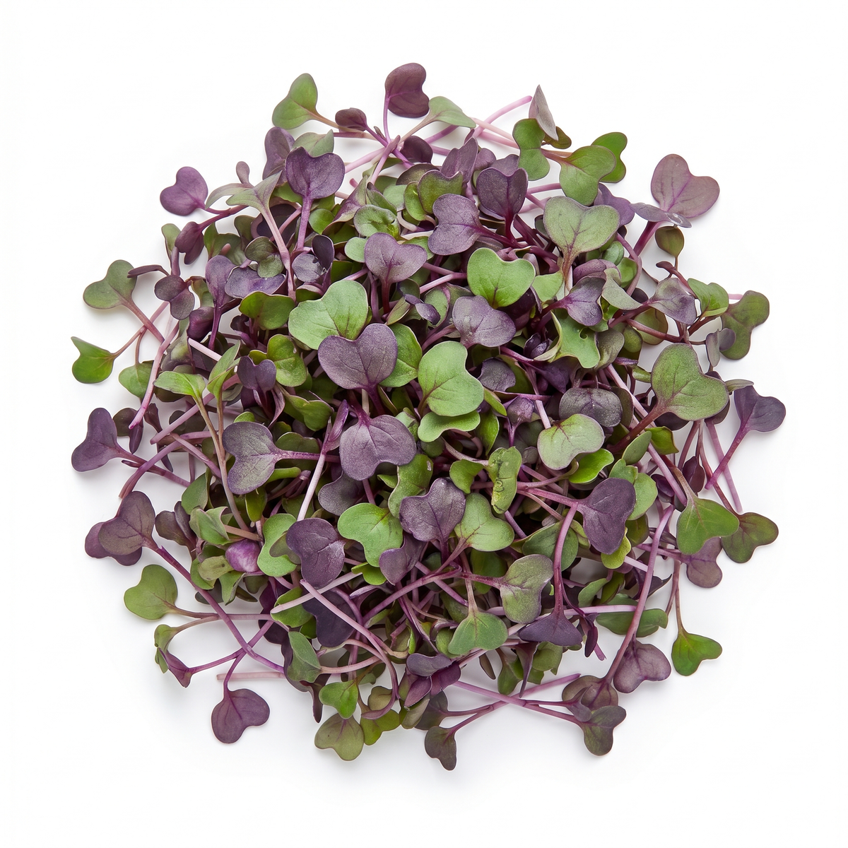 Triton Radish Microgreens
