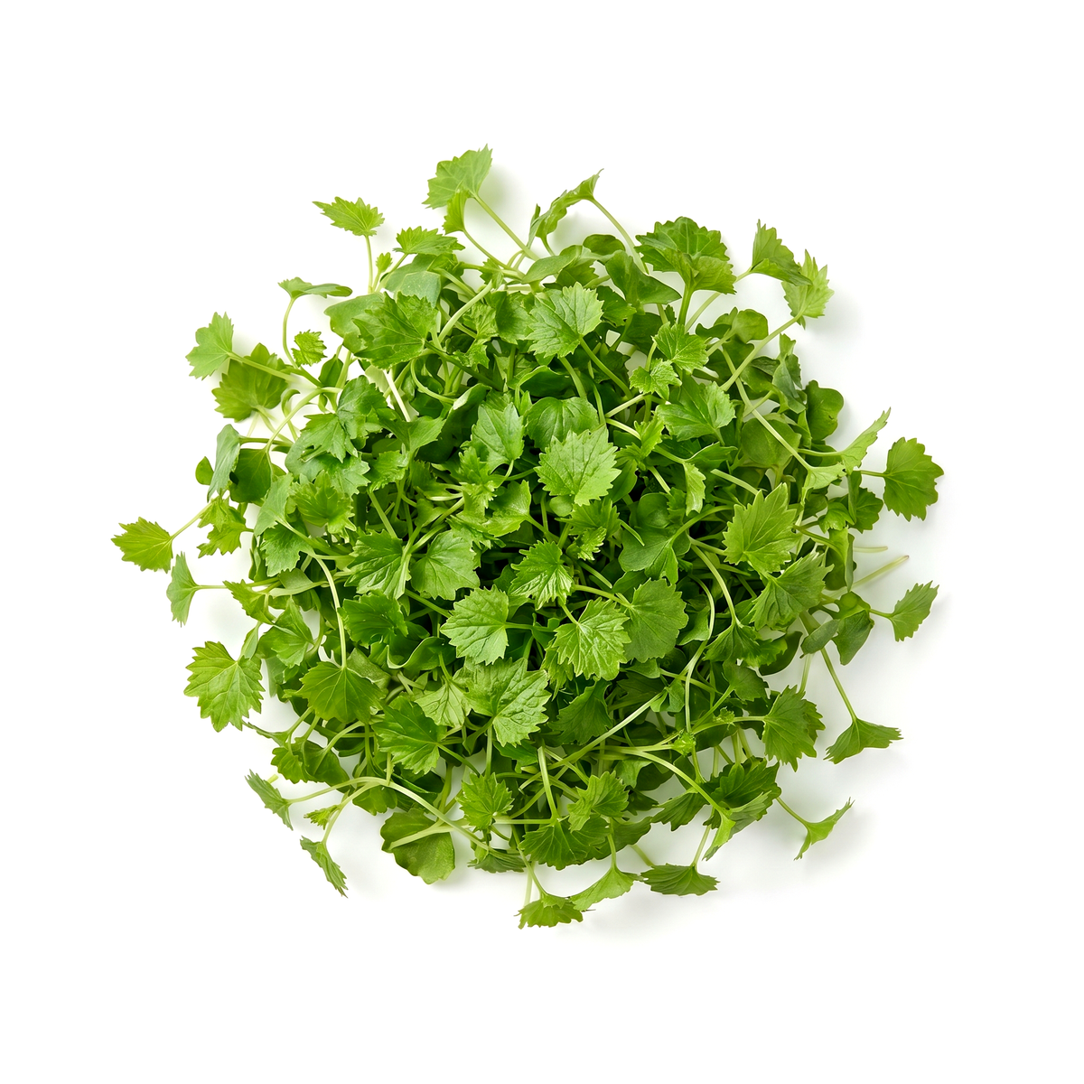Wasabi Microgreens