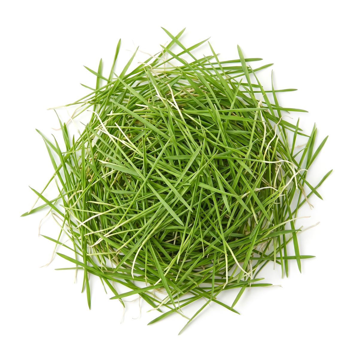 Wheatgrass Microgreens